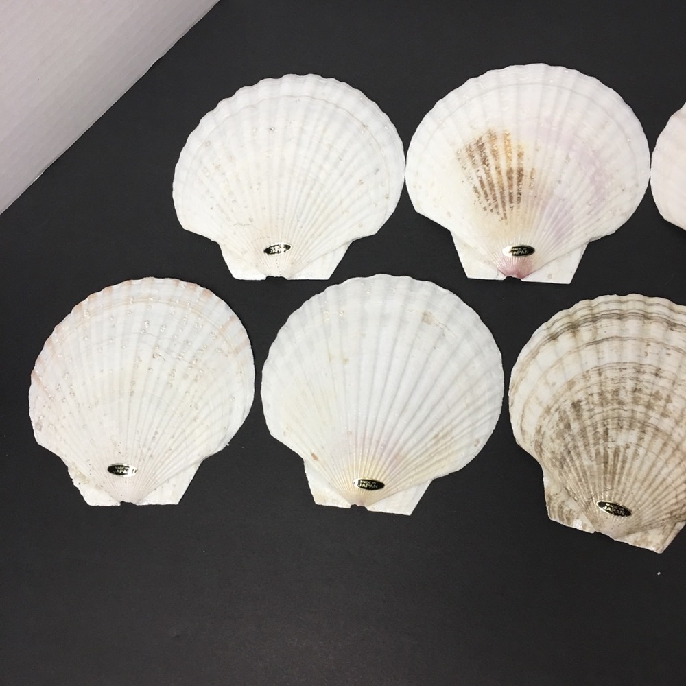 Genuine Baking Sea Shells - Picture 6 of 8